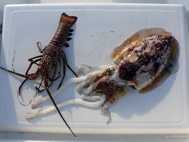 163- Peche du jour, langouste et seche.JPG